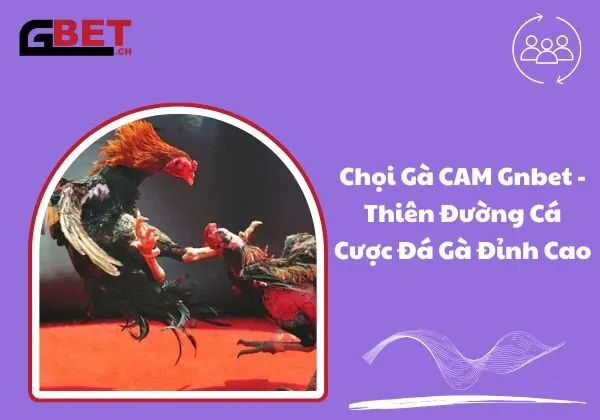 chọi gà CAM Gnbet
